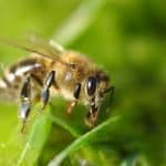 Пчелы запомнили ориентиры, чтобы летать за едой по точным индивидуальным траекториям