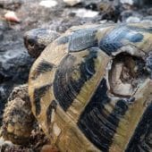 Testudo hermanni