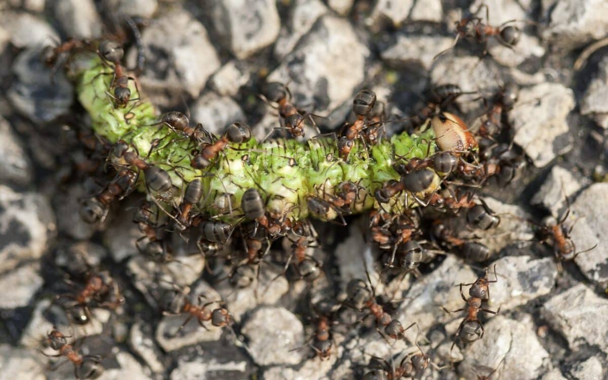 Гусеница соснового бражника и муравьи