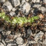 У гусениц нашли еще один способ обманывать муравьев