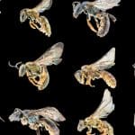 Биологи пересчитали пчел на планете и удивились количеству их видов