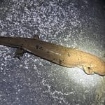 Генетический анализ показал, что на каждый известный вид позвоночных приходится еще один скрытый