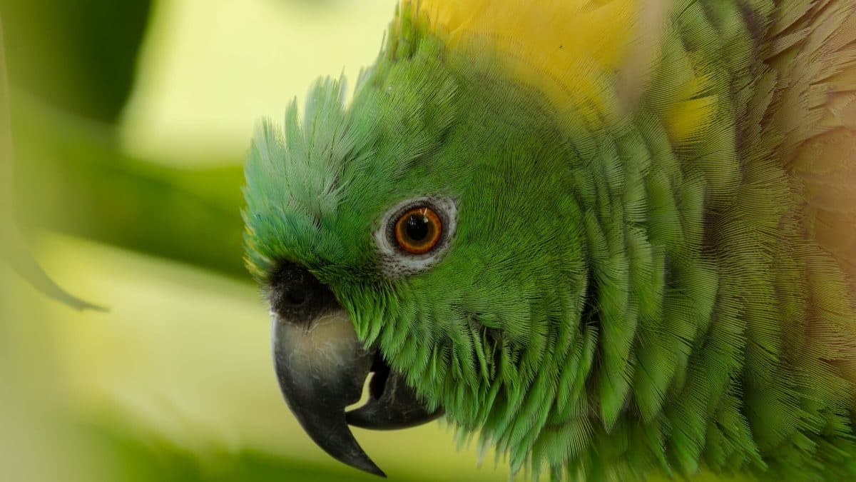 В «речи» диких попугаев обнаружили синтаксические правила