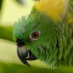 В «речи» диких попугаев обнаружили синтаксические правила