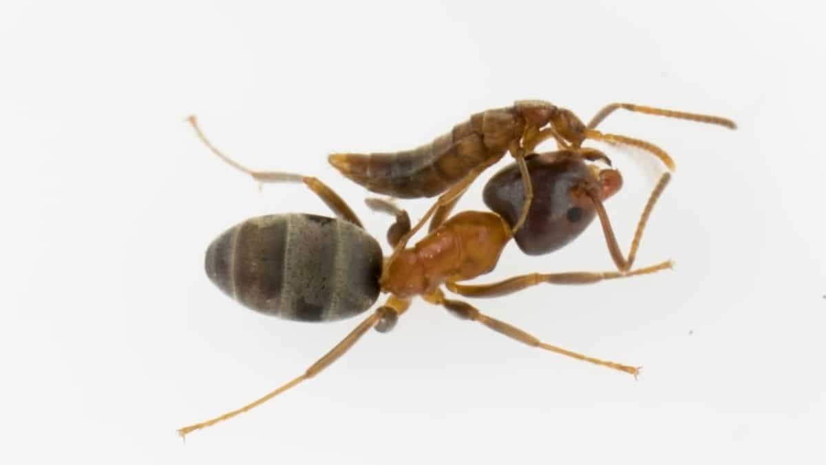 Жуки в муравейниках отказались от своего запаха, чтобы паразитировать