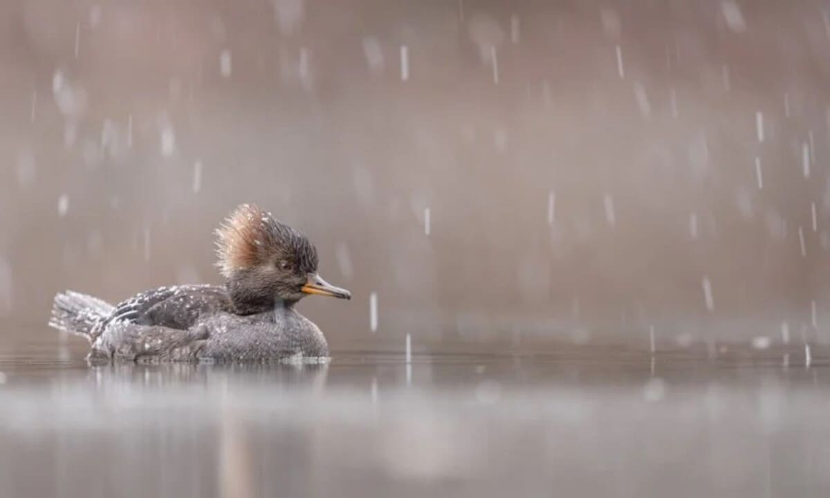 Снимок, отмеченный золотой медалью конкурса / ©&nbsp;Dennis Liu