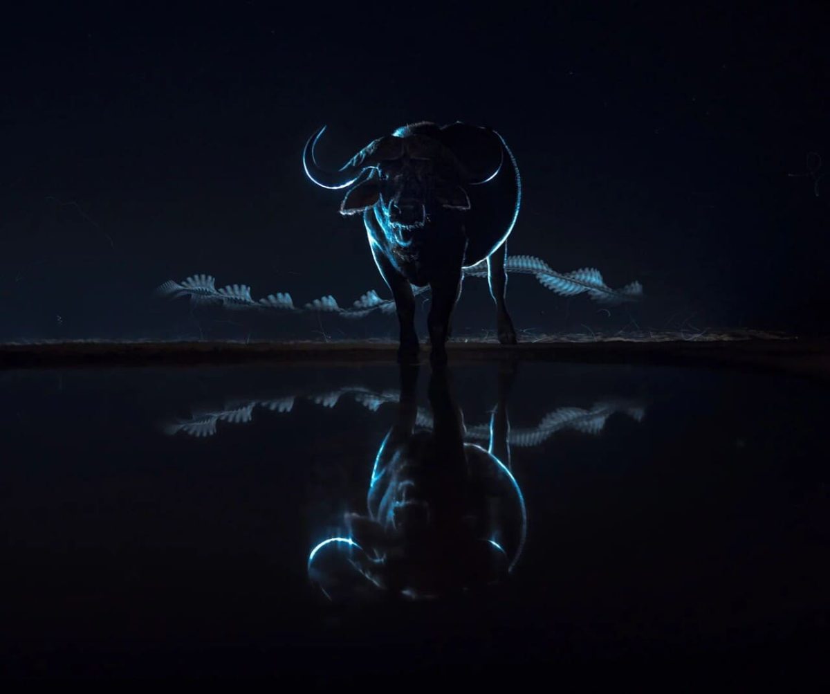 Финалист конкурса / © Vishal Naveen