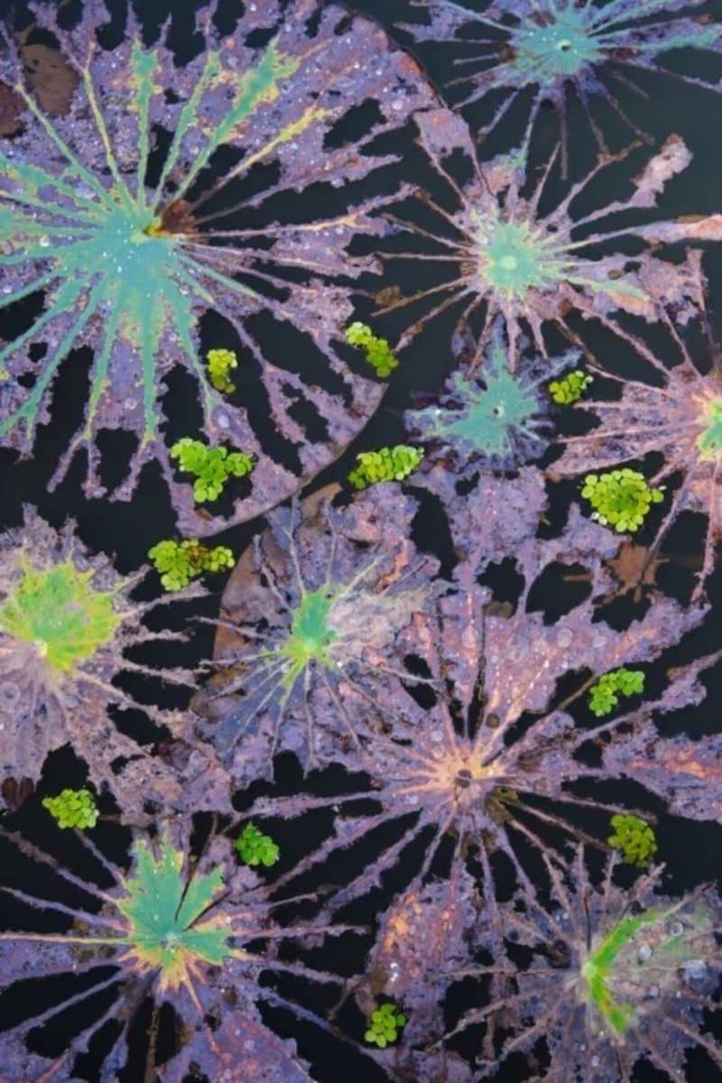 Первое место в номинации «Растения», опадающие листья лотоса и плавающий папоротник (Salvinia natans) в тропическом ботаническом саду Сишуанбаньна, Китай / © Minghui Yuan