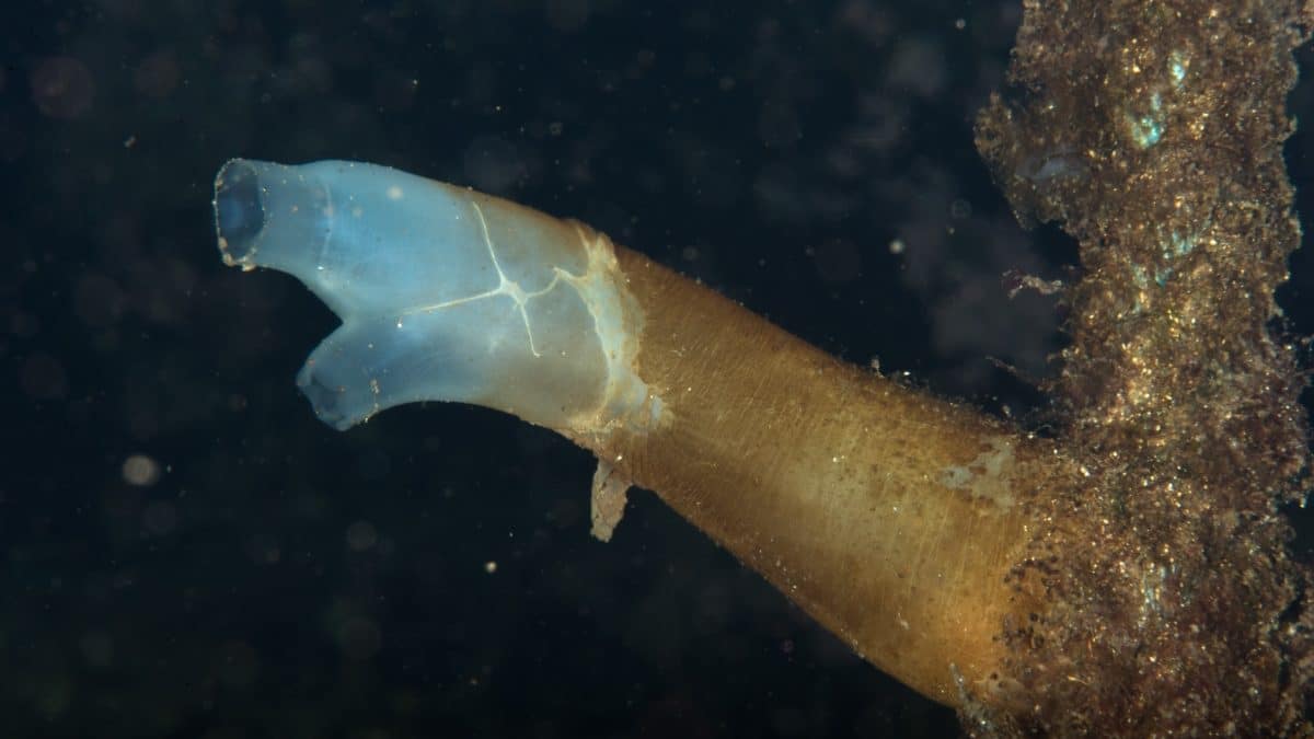 Сложность позвоночных объяснили умением создавать разные версии белков из одних и тех же генов