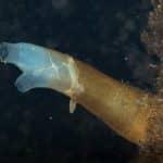 Сложность позвоночных объяснили умением создавать разные версии белков из одних и тех же генов