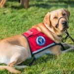 Ученые выяснили, что собаки помогают людям спонтанно, а кошки — только ради выгоды