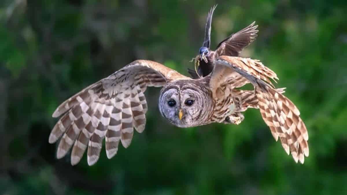 «Совиное такси» / © Rebecca DePorte