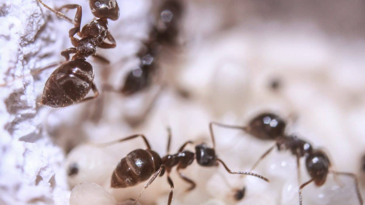 Жизнь в городах сделала муравьев менее разборчивыми в еде