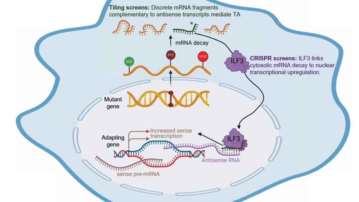 Обломки сломанных генов помогли клетке компенсировать вред от мутаций