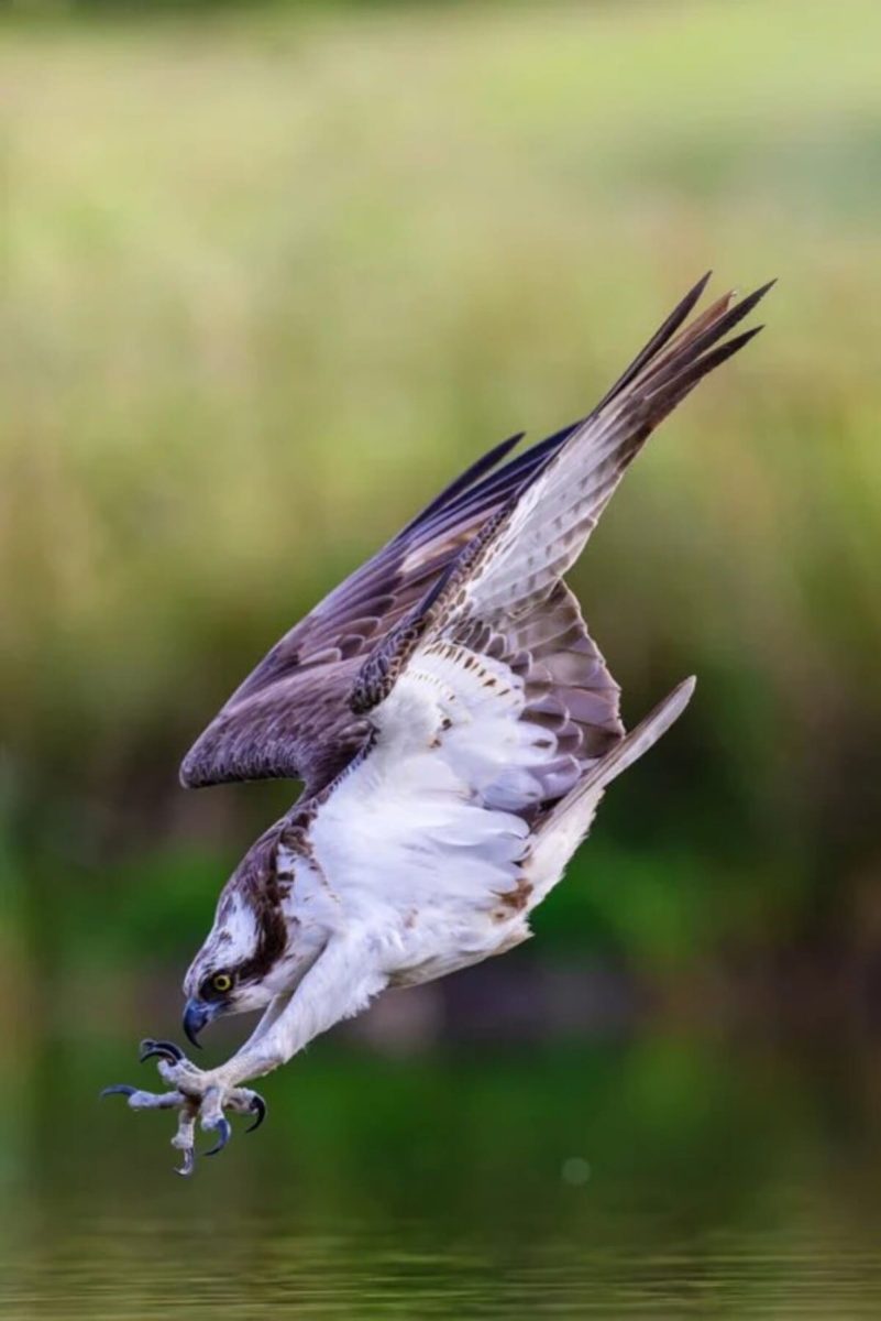 Снимок, отмеченный золотой медалью конкурса / ©&nbsp;Liam McBride