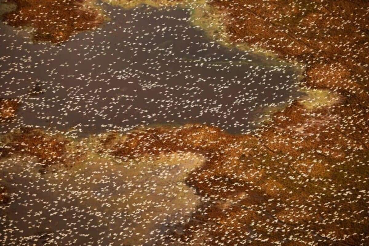 Высокая оценка — Яссен Тодоров (США) / © Sony World Photography Awards 2026