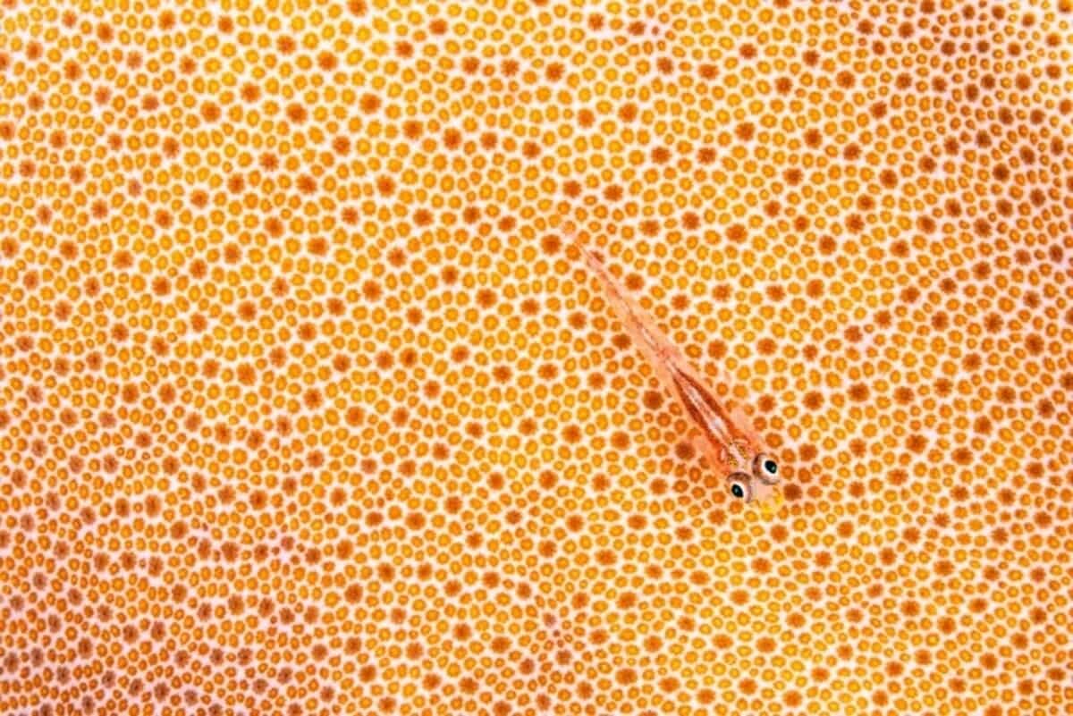 Победитель в номинации «Искусство» / © Simon Biddie