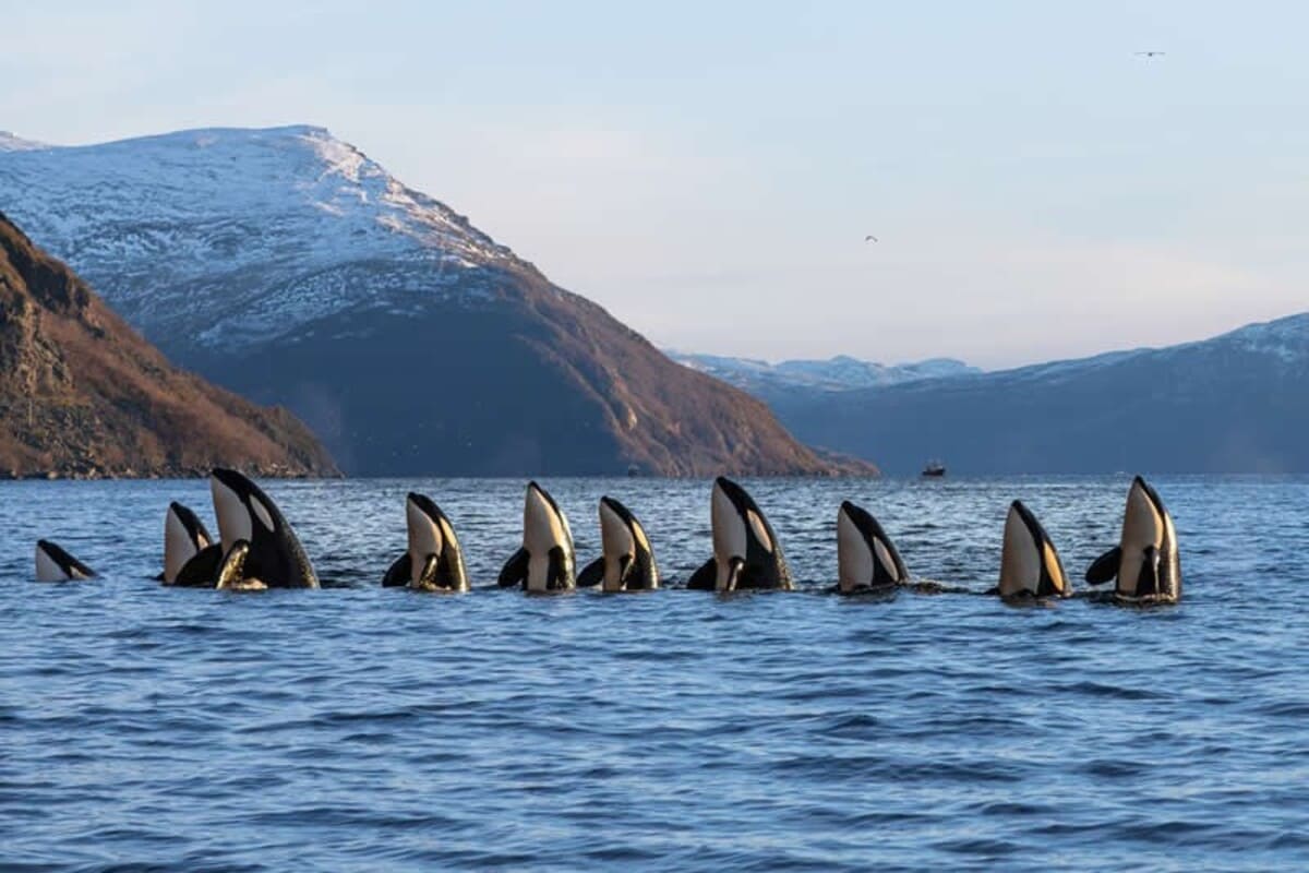 «Оркестр косаток» / © Rose Van Der Zwan