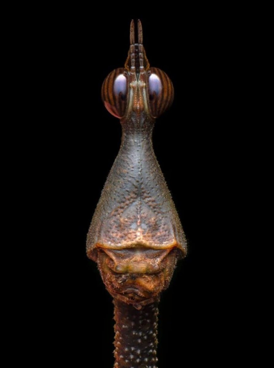 Портрет кузнечика, снятый в амазонских джунглях Эквадора. Высокая оценка в категории «Портрет» / © Jeremiah Winden