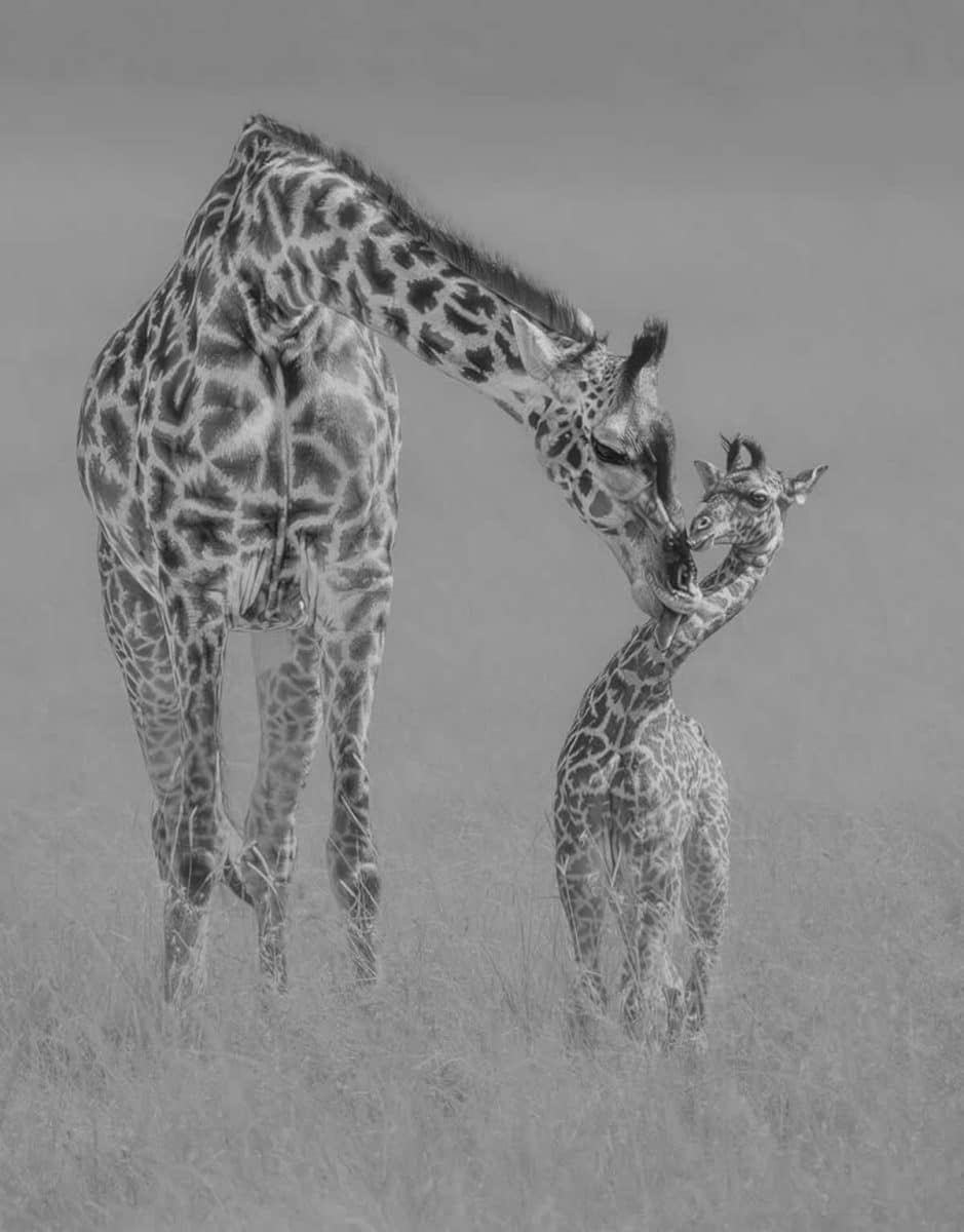 «Материнская любовь» / © Bin Wang