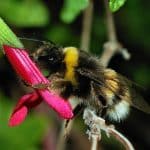 Запах брожения от дрожжей, живущих в цветах, привлек шмелей-воров