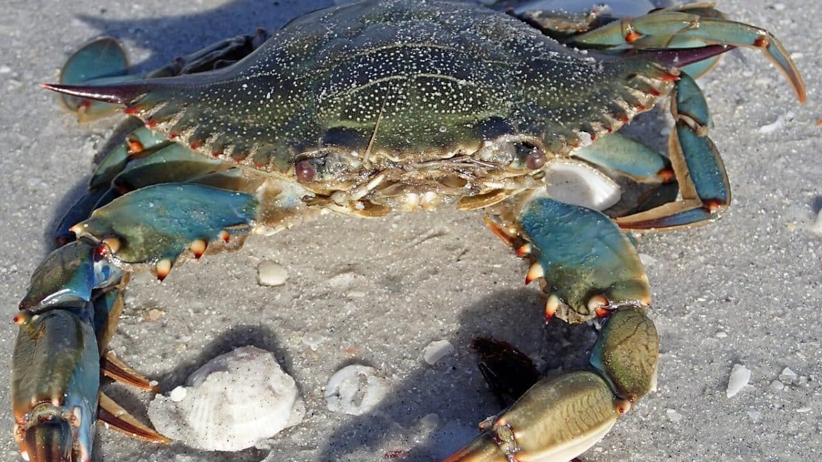 Устрицы защитили крабов от паразитов