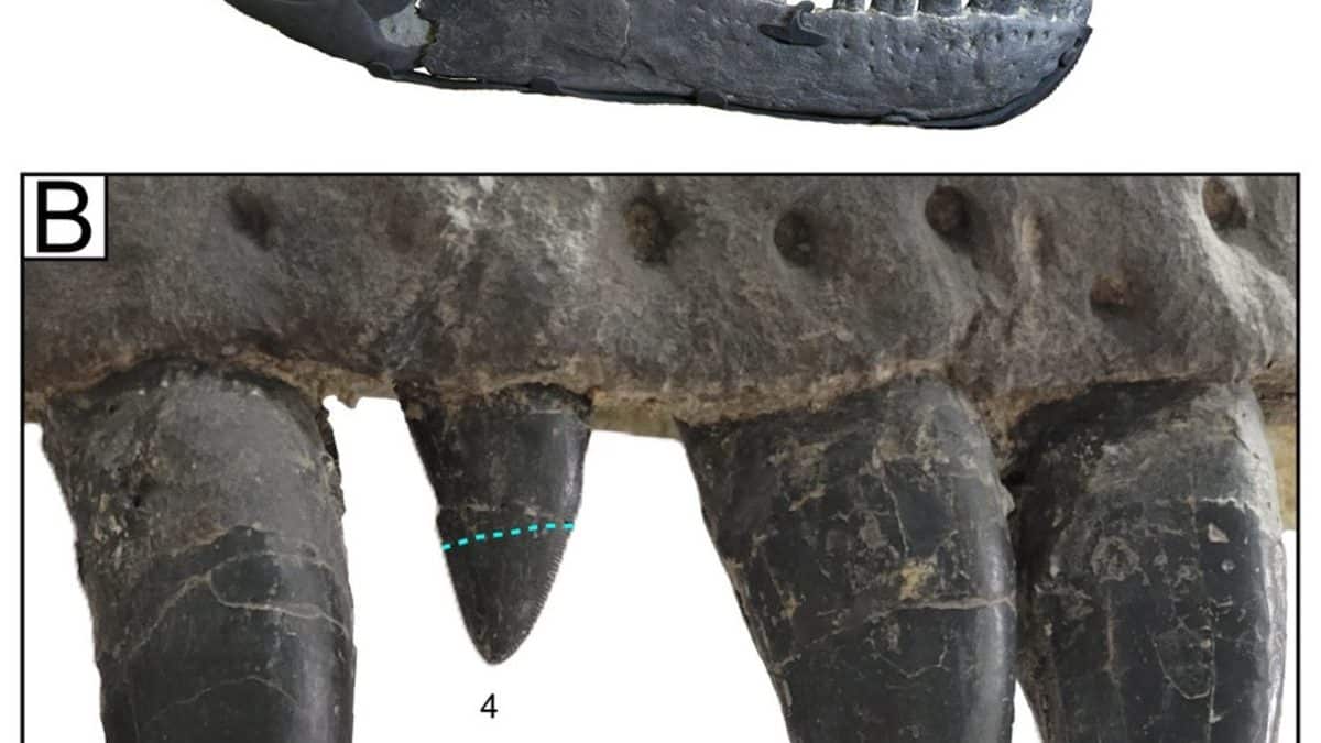 Следы схватки двух динозавров нашли в США