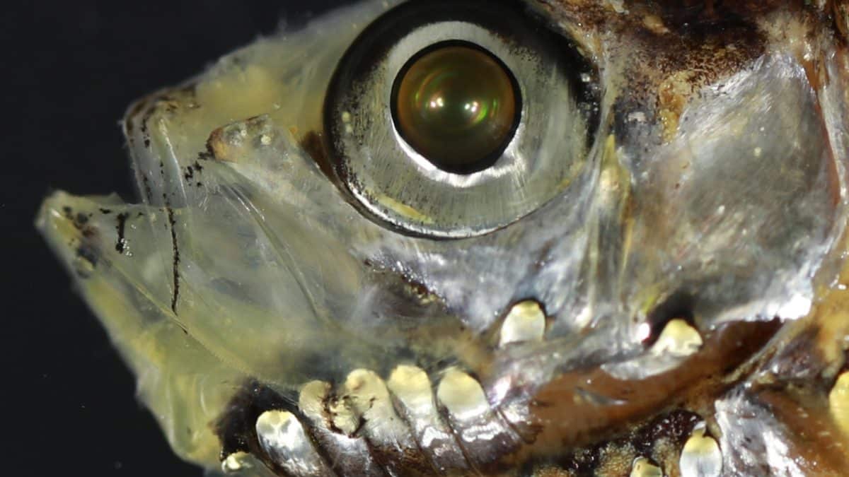 У рыб нашли гибридные зрительные клетки, которых нет у других позвоночных