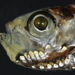 У рыб нашли гибридные зрительные клетки, которых нет у других позвоночных