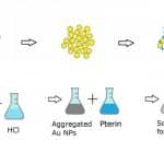 В СПбГУ ускорили поиск неоптерина в крови