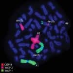 «ДНК-паразиты» оказались ранними инициаторами хромосомного хаоса в раковых клетках