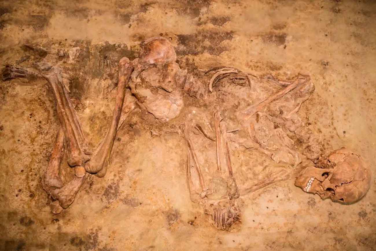 Скелет человека