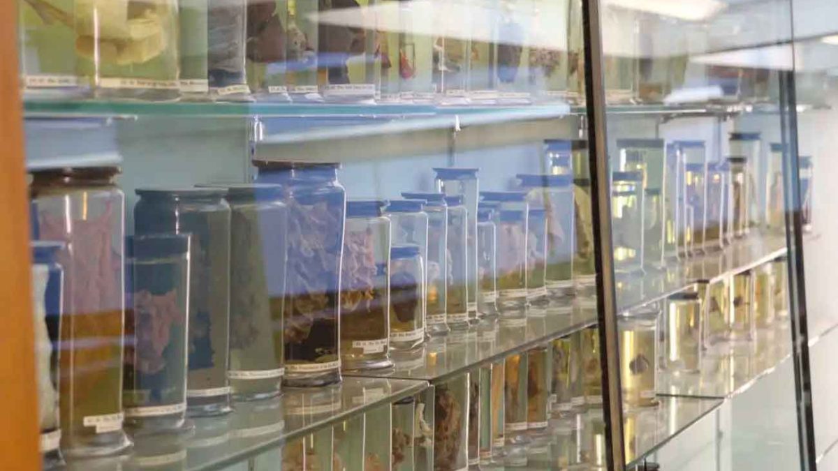 Биологические образцы XVIII века помогли найти старейший риновирус