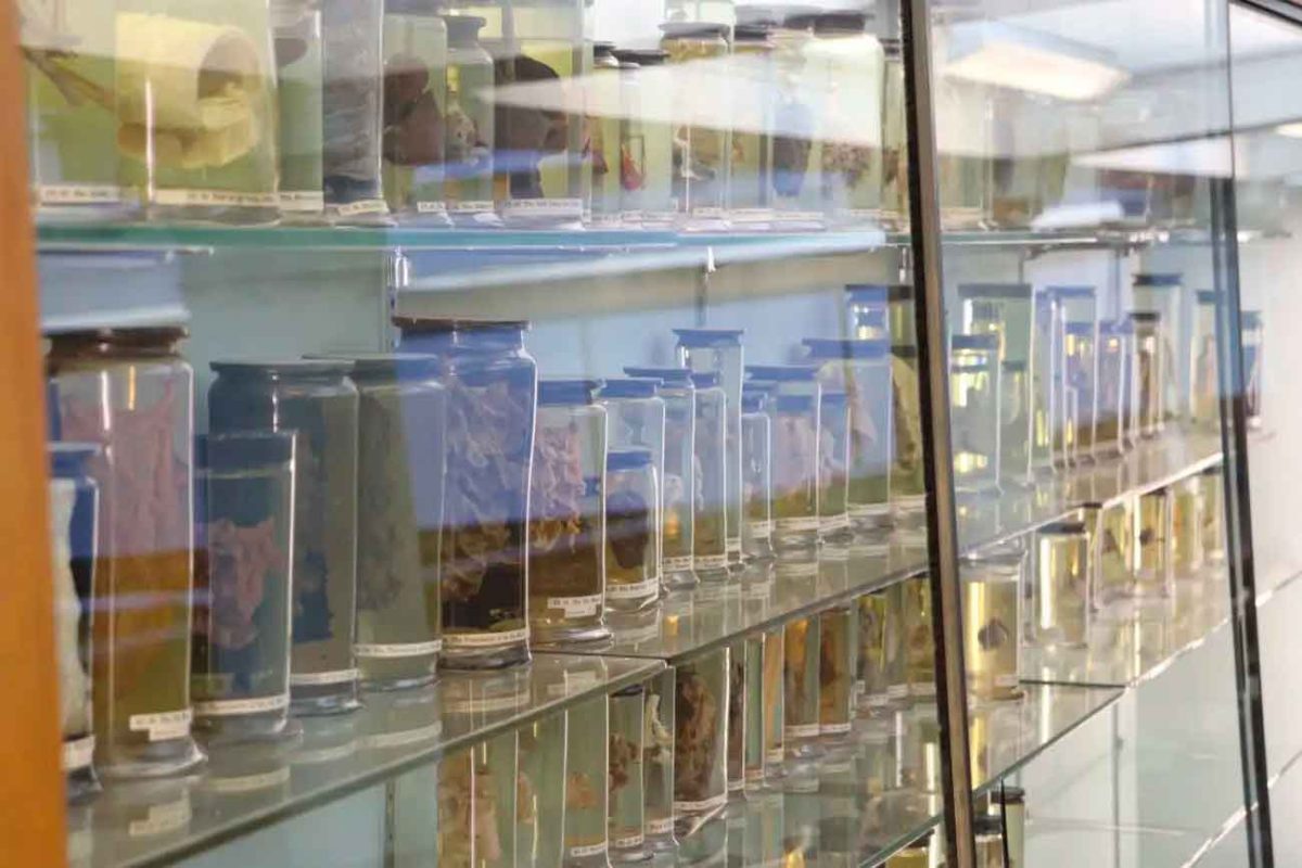 Биологические образцы XVIII века помогли найти старейший риновирус