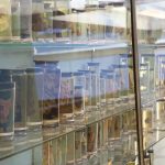 Биологические образцы XVIII века помогли найти старейший риновирус