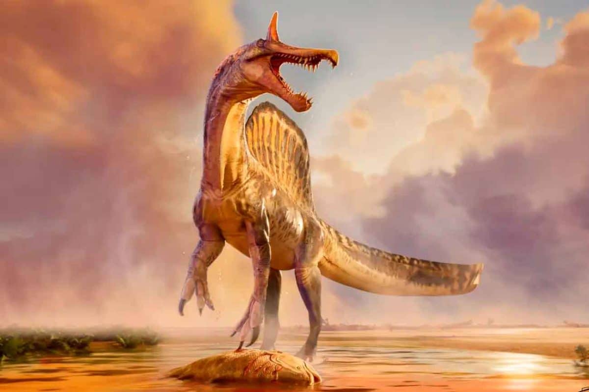 Spinosaurus mirabilis