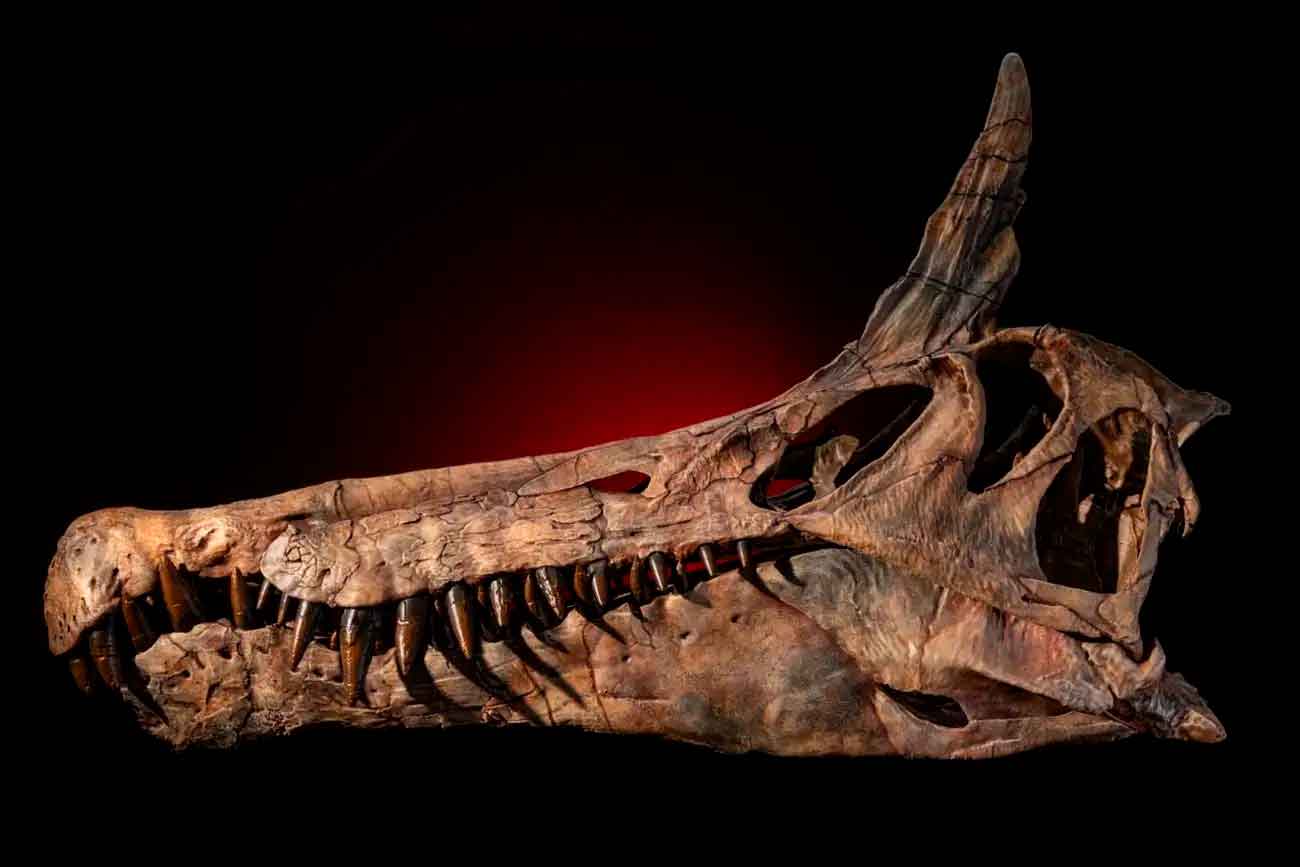 Череп Spinosaurus mirabilis