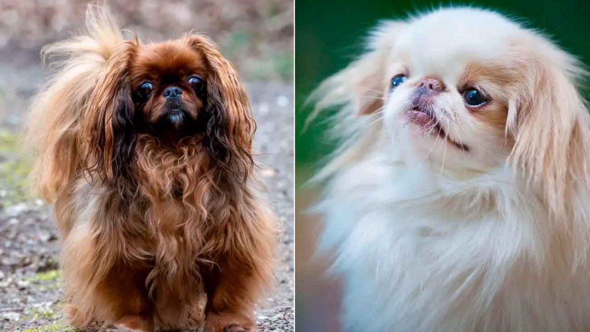 Не только мопсы и бульдоги: ученые выявили 12 пород собак, страдающих от проблем с дыханием