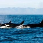 Биологи объяснили, зачем некоторые косатки собираются в большие группы