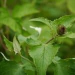 Ученые объяснили механизм целебного воздействия легендарного растения традиционной арабской медицины