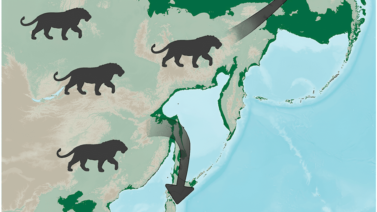 Древние японские тигры оказались львами