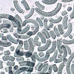 Биополимер ускорил сбор спирулины и улучшил качество пигмент-белкового комплекса