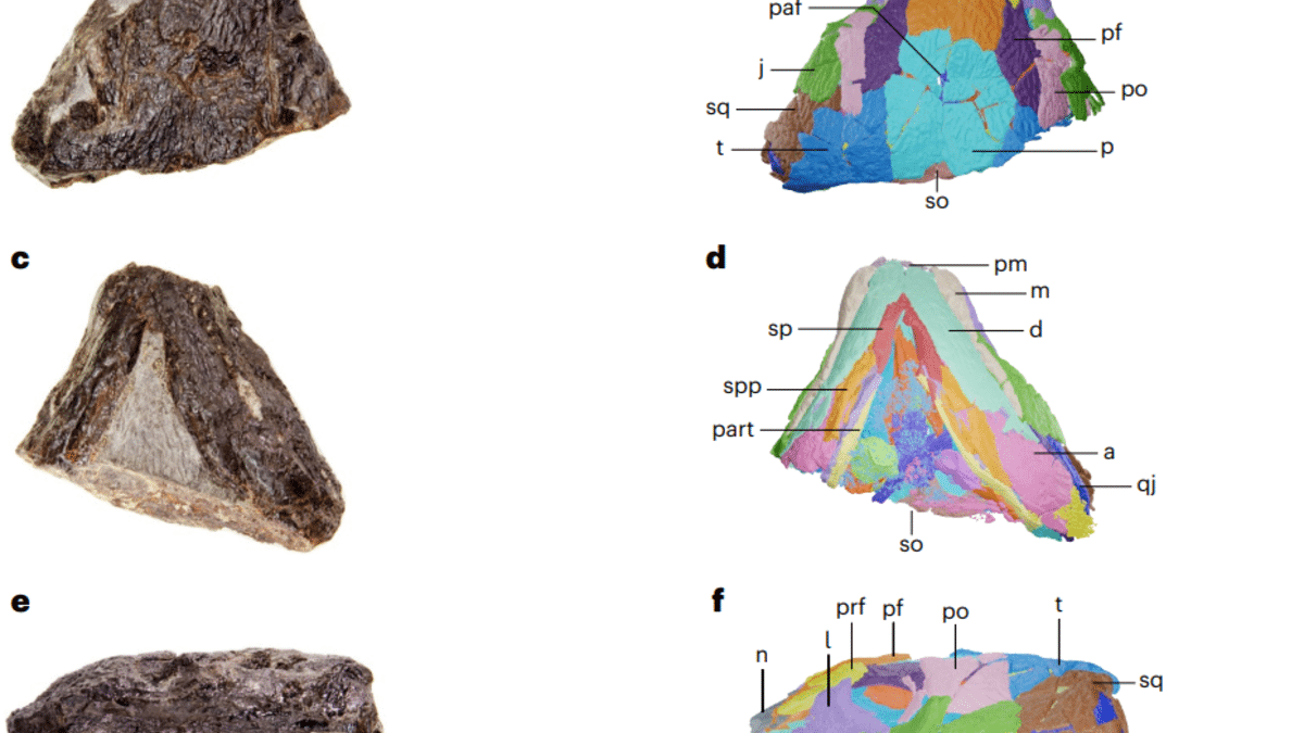 В Канаде нашли остатки древнейшего растительноядного животного на планете