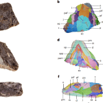В Канаде нашли остатки древнейшего растительноядного животного на планете