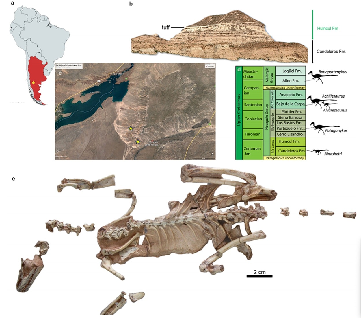 Alnashetri cerropoliciensis