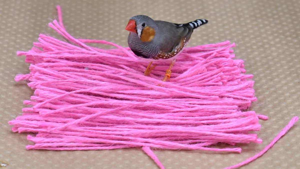 Среди самцов зебровых амадин нашли нонконформистов