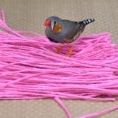 Самец амадины демонстрирует, что предпочитает розовый цвет