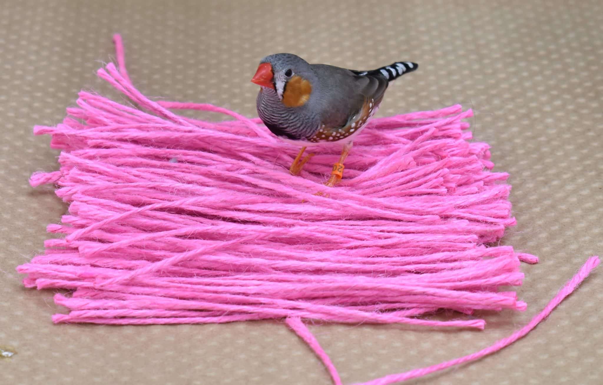 Самец амадины демонстрирует, что предпочитает розовый цвет