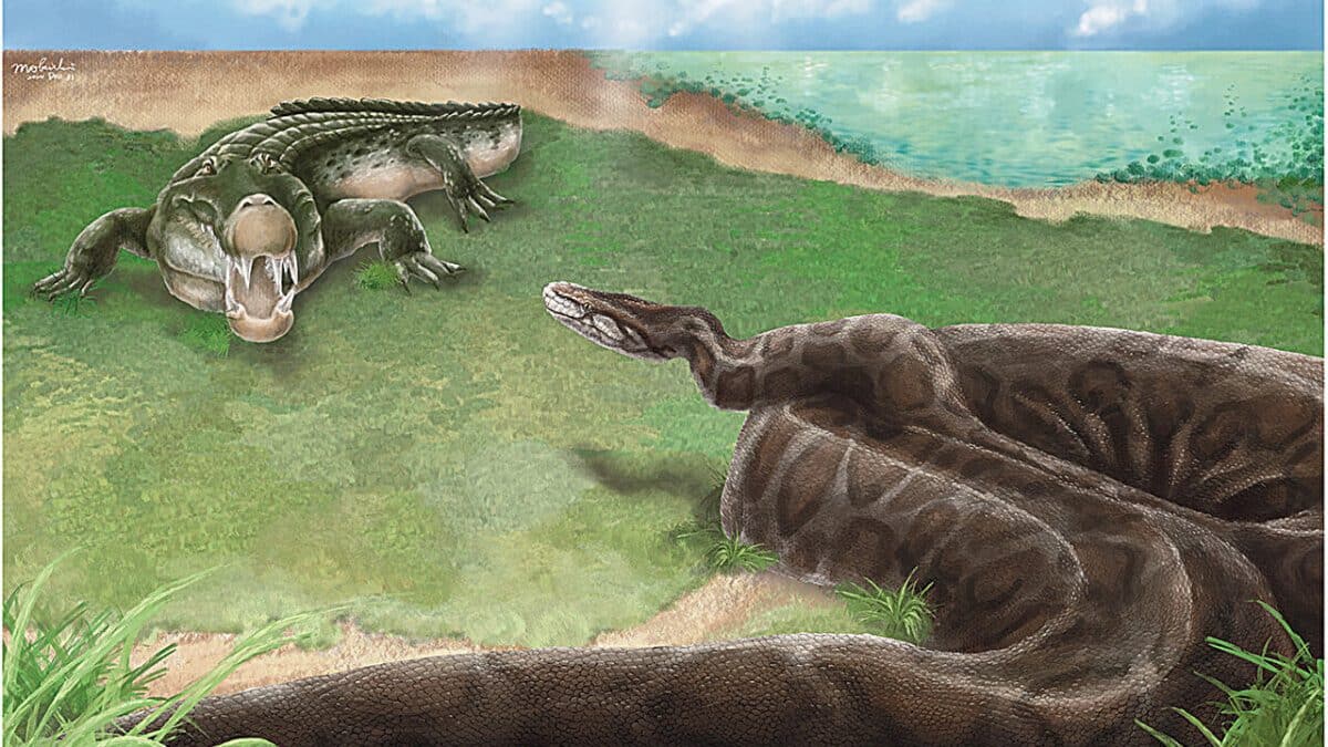 На Тайване обнаружили позвонок гигантского древнего питона