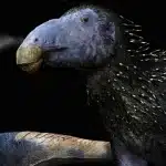 В Китае нашли динозавра, покрытого полыми шипами